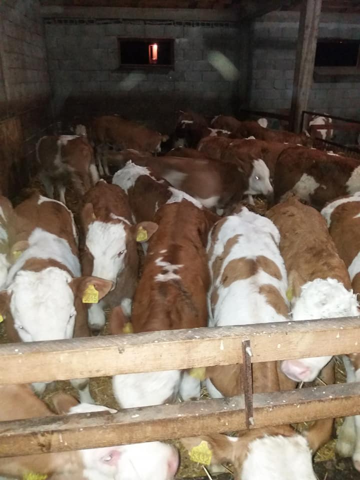 Muška simentalska telad u čistom objektu za tov