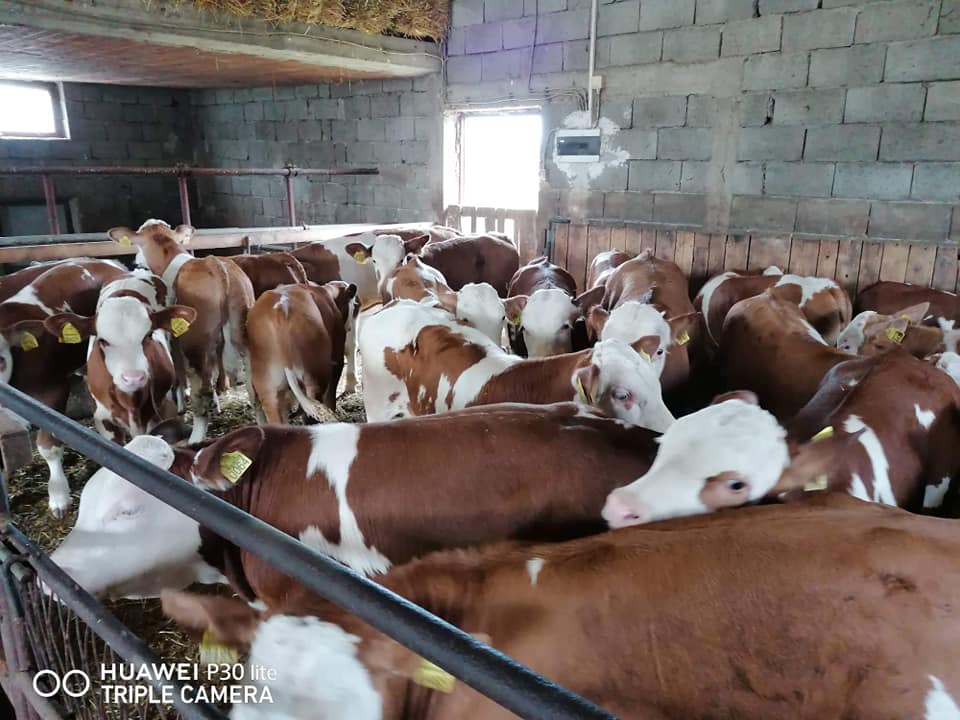 Telad za tov – simentalci sa pašnjaka i sena