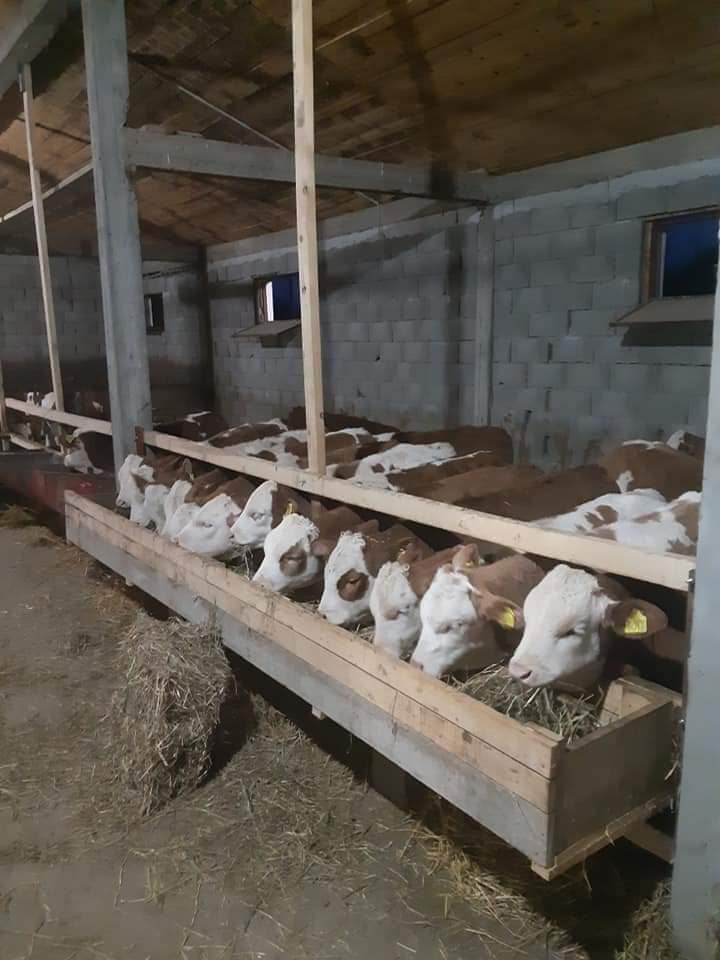 Mlada telad u hranilištu – ujednačen rast