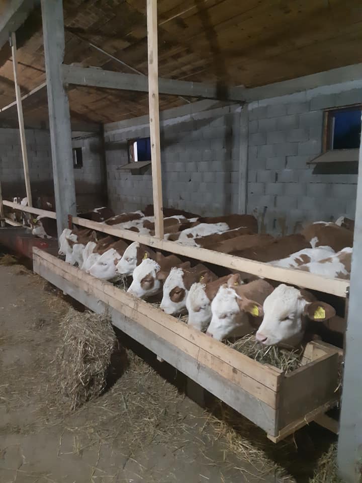 Grupa simentalskih teladi – prodaja teladi Srbija