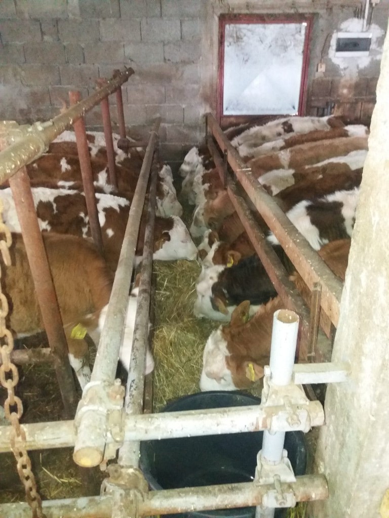 Telad na ishrani senom – kvalitet za tov